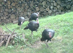 Meleagris gallopavo