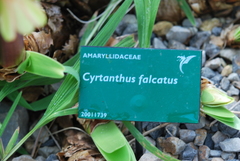 Cyrtanthus falcatus