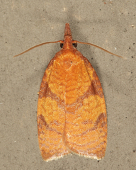 Cenopis directana