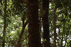 Couroupita guianensis