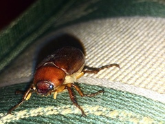 Phyllophaga tristis