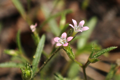 Allophyllum capillare