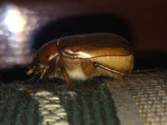 Phyllophaga tristis