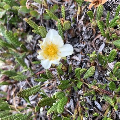 Dryas alaskensis