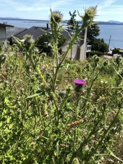 Cirsium vulgare