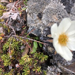 Dryas alaskensis