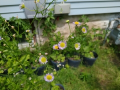 Erigeron