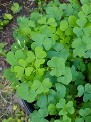 Oxalis