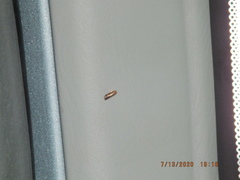 Synecdoche impunctata