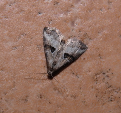 Zebeeba falsalis