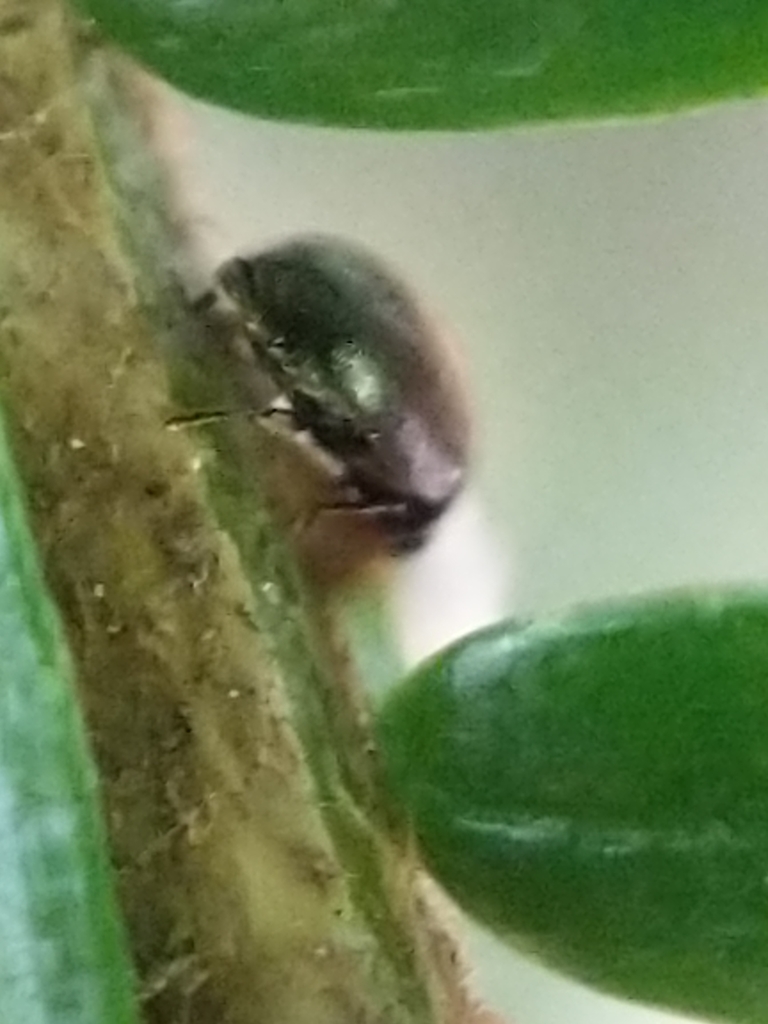 Sasajiscymnus tsugae