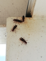 Polistes mexicanus