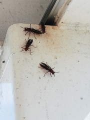 Polistes mexicanus
