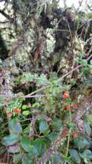 Galium hypocarpium
