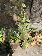 Golovinomyces sonchicola