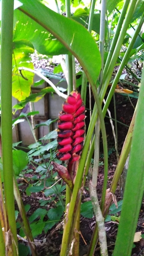 Image of Heliconia imbricata by no rights reserved