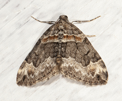 Dysstroma hersiliata