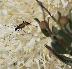 Anastrangalia laetifica