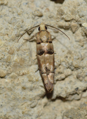 Blastesthia tessulatana