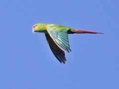 Enicognathus leptorhynchus