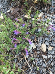 Penstemon crandallii