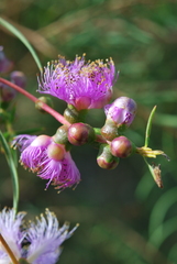 Melaleuca radula