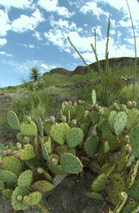Opuntia dulcis