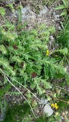 Hylotelephium anacampseros