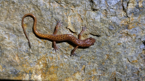 Cave Salamander