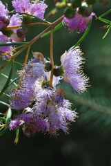 Melaleuca radula