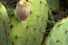 Opuntia dulcis