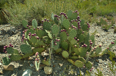 Opuntia dulcis
