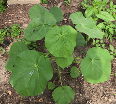 Abutilon theophrasti