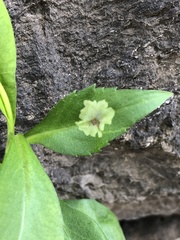 Calycomyza promissa