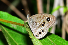 Ypthima angustipennis