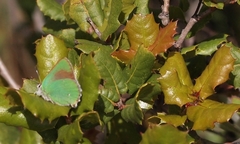 Callophrys dumetorum