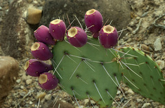 Opuntia dulcis