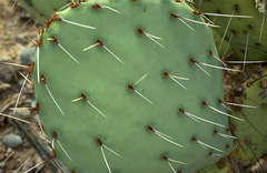 Opuntia dulcis