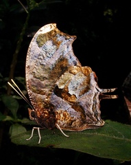 Consul fabius cecrops