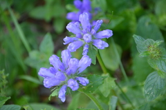 Knautia dipsacifolia