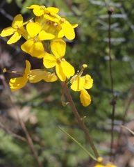 Erysimum teretifolium