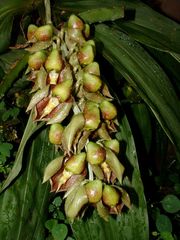 Catasetum maculatum