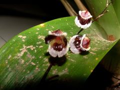 Stelis convallaria