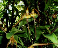 Maxillaria pachyacron