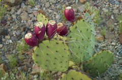 Opuntia dulcis