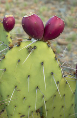 Opuntia dulcis