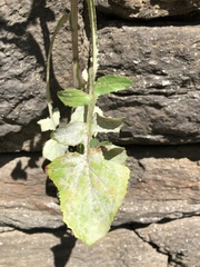 Golovinomyces sonchicola