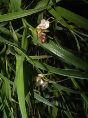 Elleanthus caricoides