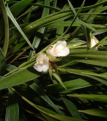 Elleanthus caricoides