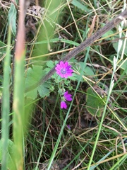 Geranium pyrenaicum
